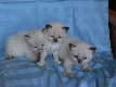 Ragdoll Kittens