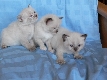 Ragdoll Kittens