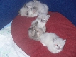 Ragdoll Kittens