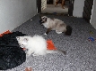 Ragdoll Kittens