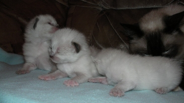 Ragdoll Kittens