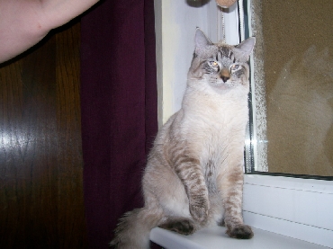 Kočky ragdoll