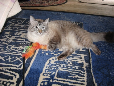 Kočky ragdoll