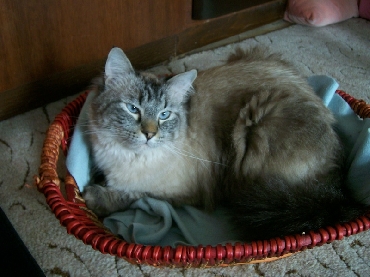 Kočky ragdoll