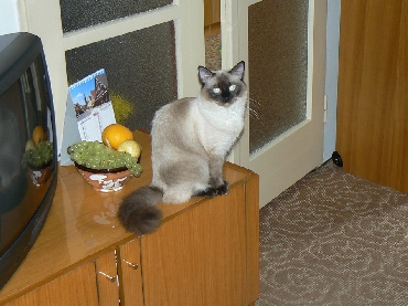 Kočky ragdoll