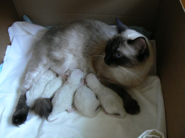 Ragdoll Kittens