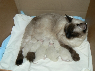 Rohan's Ragdoll Cattery