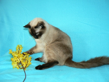 Ragdoll Kittens