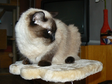 Kočky ragdoll