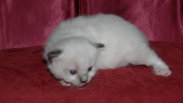 Ragdoll Kittens