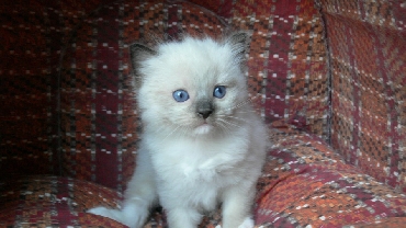 Kočky ragdoll