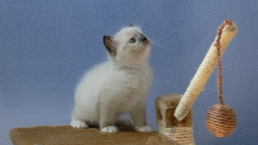 Ragdoll Kittens