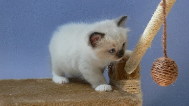 Rohan's Ragdoll Cattery