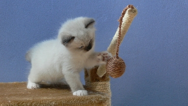 Ragdoll Kittens