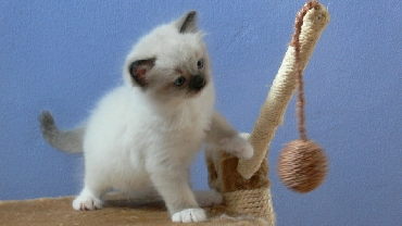 Ragdoll Kittens