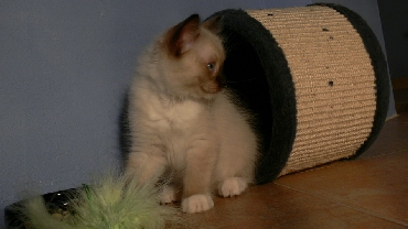 Ragdoll Kittens