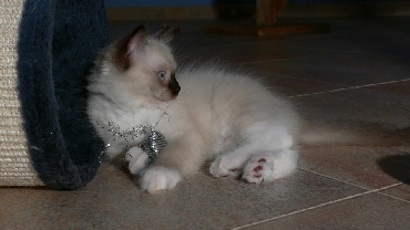 Kočky ragdoll