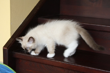 Ragdoll Cat