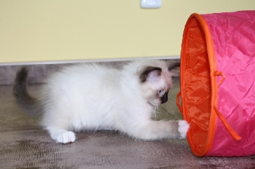 Ragdoll Kittens