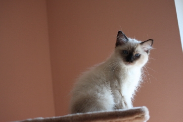 Kočky ragdoll