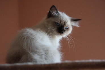 Ragdoll Kittens