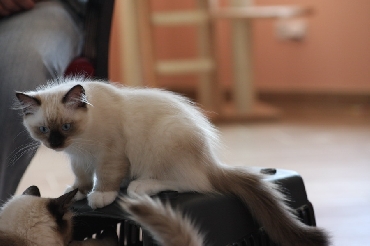 Ragdoll Kittens