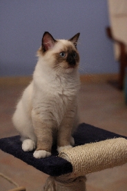 Ragdoll Cat