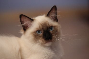 Ragdoll Cat