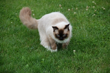 Rohan's Ragdoll Cattery