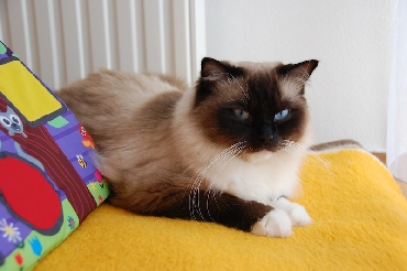 Ragdoll Cat