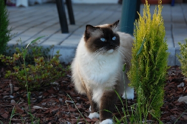 Rohan's Ragdoll Cattery