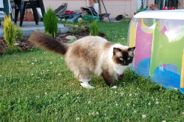 Kočky ragdoll