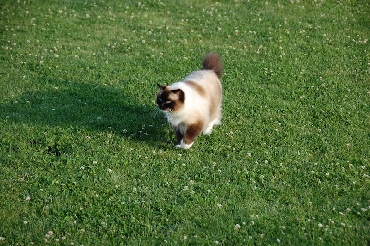 Kočky ragdoll