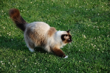 Rohan's Ragdoll Cattery