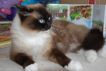 Kočky ragdoll