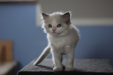 Rohan's Ragdoll Cattery