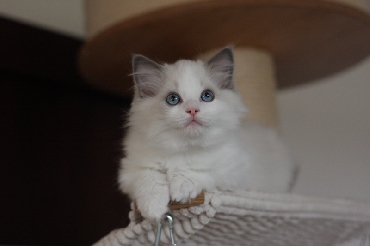 Kočky ragdoll