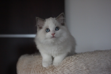 Ragdoll Cat