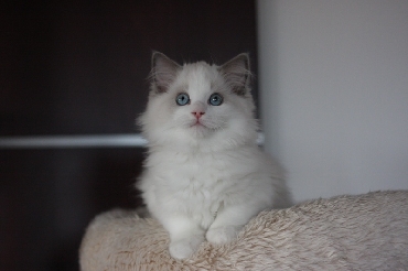 Ragdoll Kittens