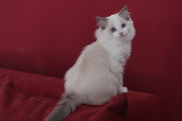 Kočky ragdoll