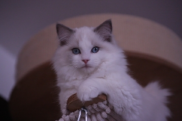 Ragdoll Cat