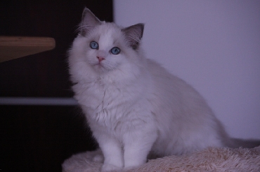 Rohan's Ragdoll Cattery