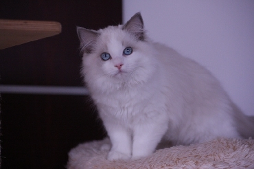 Ragdoll Cat