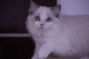 Ragdoll Cat