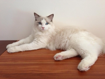 Kočky ragdoll