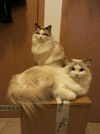 Rohan's Ragdoll Cattery