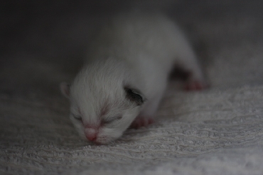 Ragdoll Kittens