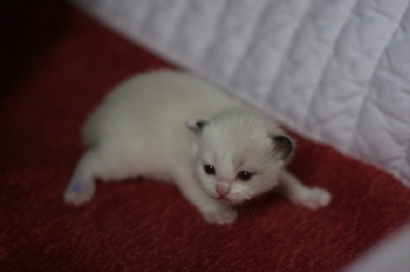 Ragdoll Cat