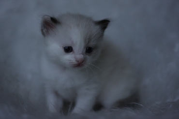 Ragdoll Cat