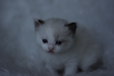 Ragdoll Cat